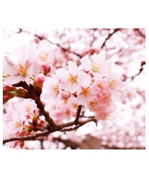 桜 | その他