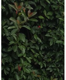 MARGARET HOWELL | シャツ/ブラウス