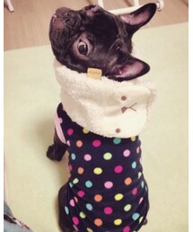 フレンチブルドッグ きなこ | その他