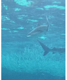 須磨水族館 | その他