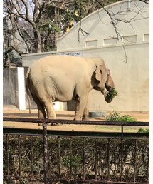 神戸市立王子動物園 | その他