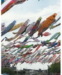 こいのぼりフェスタ | その他