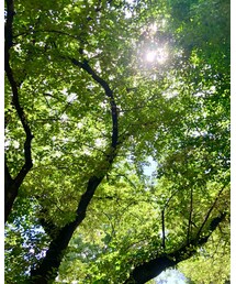 朝の癒し🌿 | その他