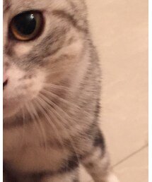 cat | ファッション雑貨