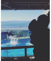 イルカショー🐬 | その他