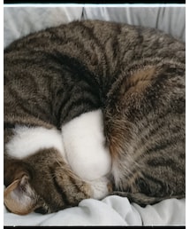 今日の猫様 | その他