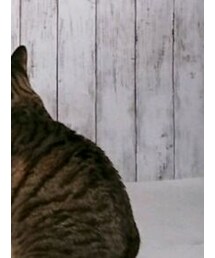 「今日の猫様」 | その他