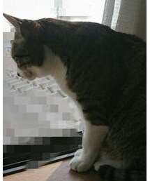 「今日の猫様」 | 部屋の窓から外を眺める猫様(その他)