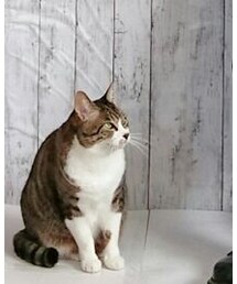 「今日の猫様」 | その他