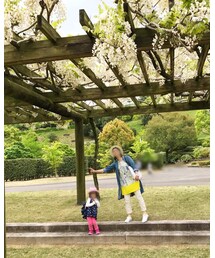 今日は白藤 | その他