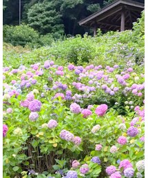 紫陽花ぶわぁ | その他