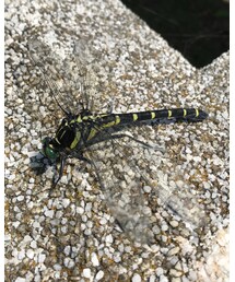 オニヤンマ | その他