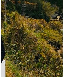 dunhill | シャツ/ブラウス