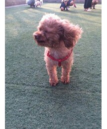 no brand | いぬ(その他)