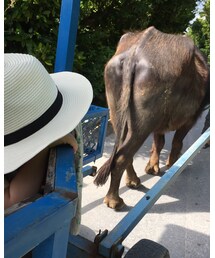 水牛車に乗りに🐃 | その他