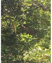 L.L.Bean | キャップ