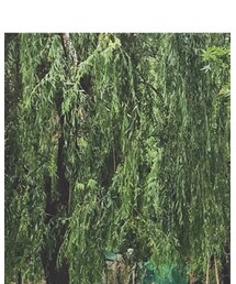 COS | その他パンツ