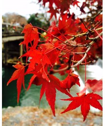 紅葉🍁 | その他