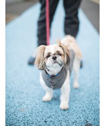 ポンチ(ペットウェア)