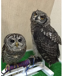 フクロウ♡ | その他