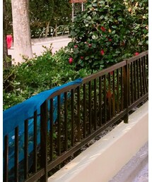 靴下屋 | ソックス/靴下