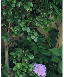 JOYRICH | キャップ