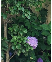 GUCCI | ショルダーバッグ