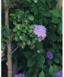 niko and... | チノパンツ