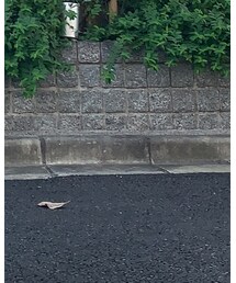 vans × golf wang | スニーカー