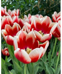 となみチューリップフェア🌷 | その他