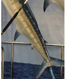 カジキ | その他トップス