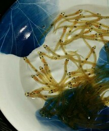 ｼﾛｳｵのおどり食い | その他