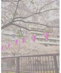 目黒川 | その他