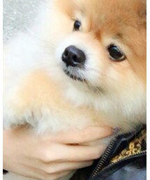 巴衛 | おもちゃ