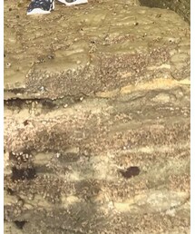 BLVD | カーゴパンツ