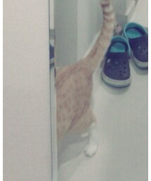 猫 | その他