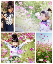 🌸コスモス🌸 | その他