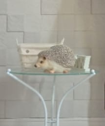 ハリネズミさん | ハリネズミさん(その他)