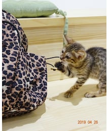 別の猫ちゃん | その他