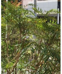 Herve Chapelier | バッグ