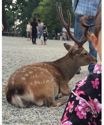 鹿さん | その他