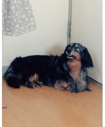 ダックスフンド | その他