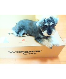 WONDER core | 雑貨/ホビー