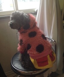 ワンちゃんのお洒落 | ティちゃんのお洒落(その他)