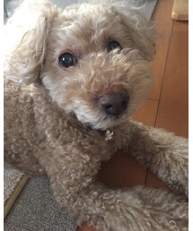 我が家のモジャ男♡ | その他