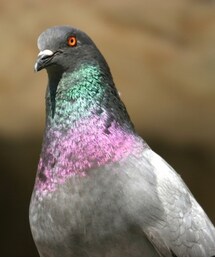 鳩(折りたたみ傘)