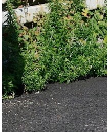 RAGEBLUE | チノパンツ