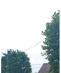 ジョンソンタウン | その他