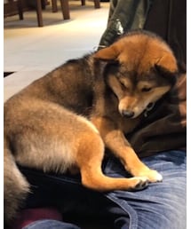 豆しば | その他