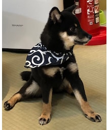 豆しば | その他